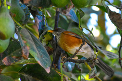 Turdus rufopalliatus