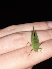 Paulinia acuminata