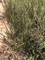 Ephedra coryi
