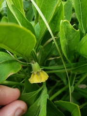 Physalis cinerascens spathulifolia