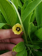 Physalis cinerascens spathulifolia