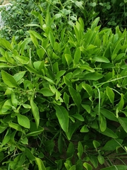 Physalis cinerascens spathulifolia