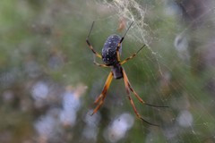 Trichonephila sexpunctata
