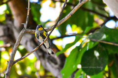 Setophaga coronata auduboni