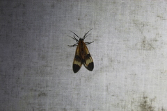 Dycladia vitrina