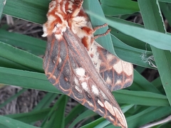 Citheronia brissotii