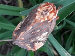 Citheronia brissotii