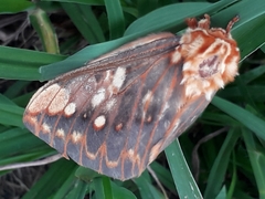 Citheronia brissotii