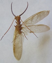 Corydalus flavicornis