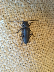 Arhopalus ferus