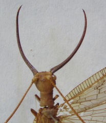 Corydalus flavicornis