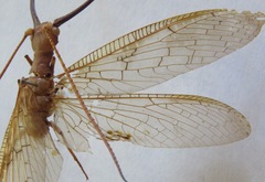 Corydalus flavicornis