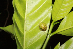 Eurypepla brevilineata