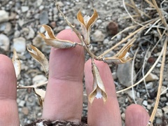 Astragalus minthorniae