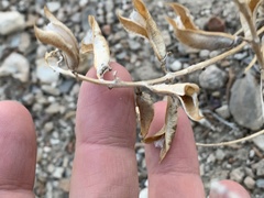 Astragalus minthorniae