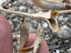 Astragalus minthorniae