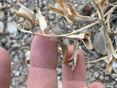 Astragalus minthorniae