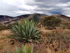 Agave cupreata