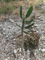 Consolea corallicola