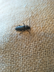Arhopalus ferus