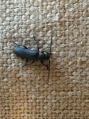 Arhopalus ferus