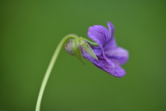 Viola langsdorffii