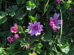 Sidalcea malviflora malviflora