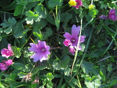 Sidalcea malviflora malviflora