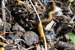 Dicellophilus limatus