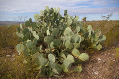 Opuntia engelmannii engelmannii
