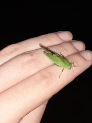 Paulinia acuminata
