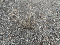 Astragalus minthorniae