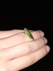 Paulinia acuminata