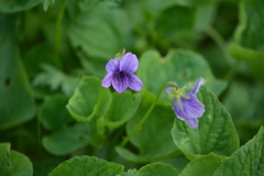 Viola langsdorffii