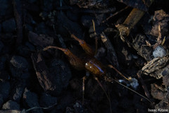 Pristoceuthophilus pacificus