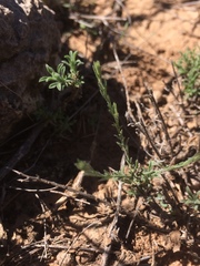 Chaetopappa ericoides