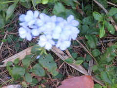Plumbago auriculata