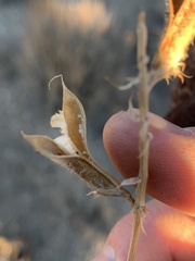 Astragalus minthorniae