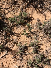 Chaetopappa ericoides