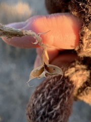 Astragalus minthorniae