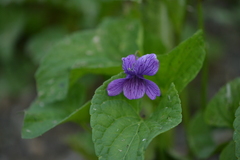 Viola langsdorffii