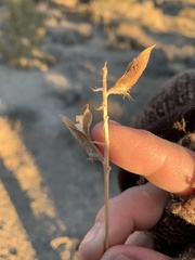 Astragalus minthorniae