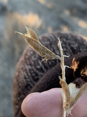 Astragalus minthorniae
