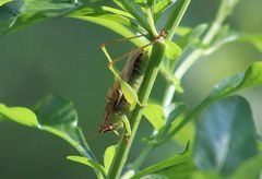 Orchelimum silvaticum