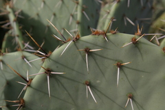 Opuntia engelmannii engelmannii