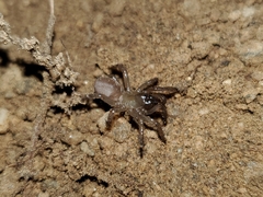 Aliatypus