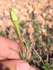 Oenothera lavandulifolia