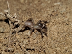 Aliatypus