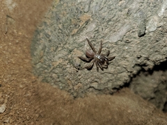 Aliatypus