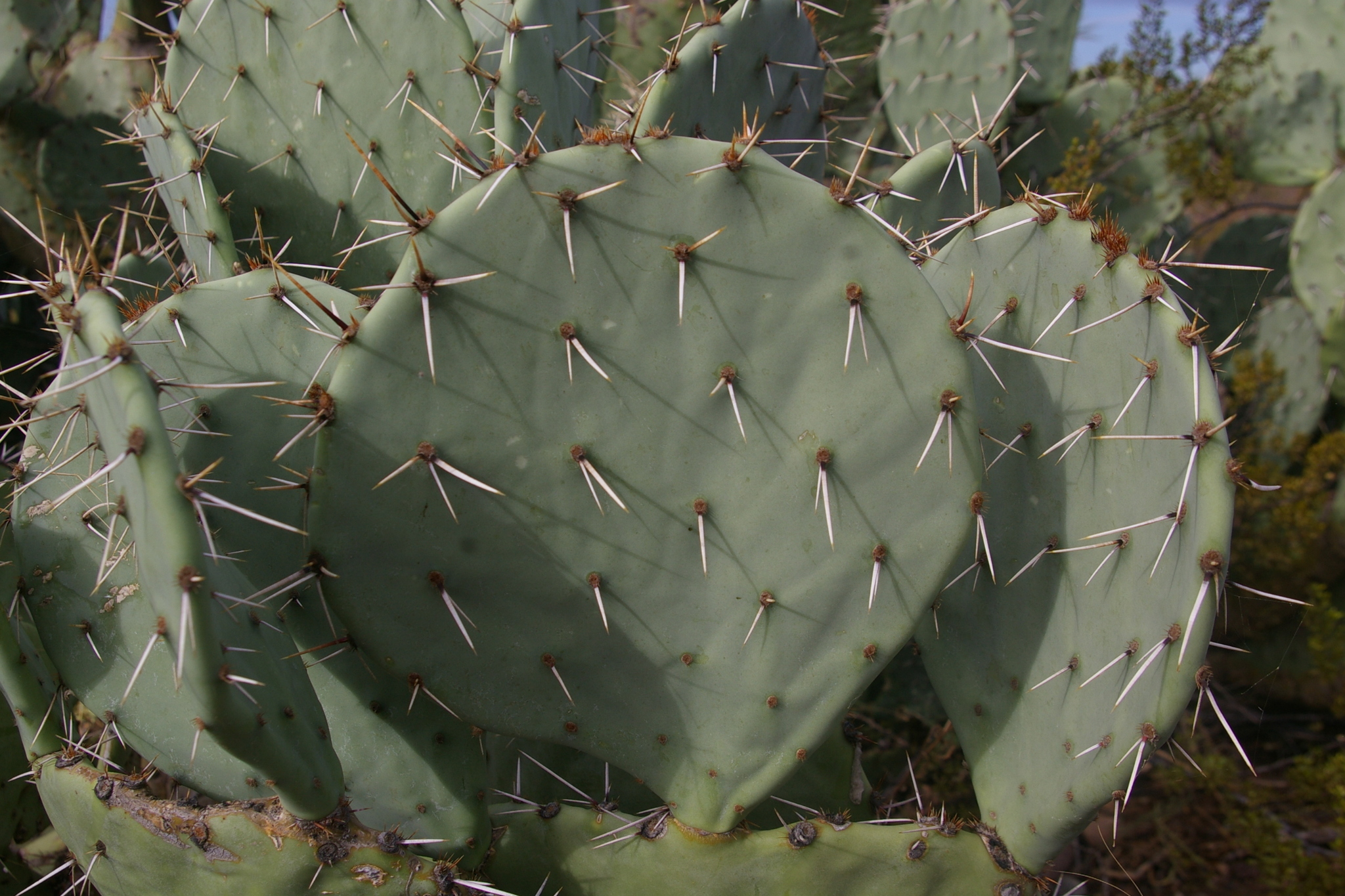 Opuntia engelmannii var. engelmannii